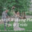 10 Essential Wedding Planning Tips & Tricks