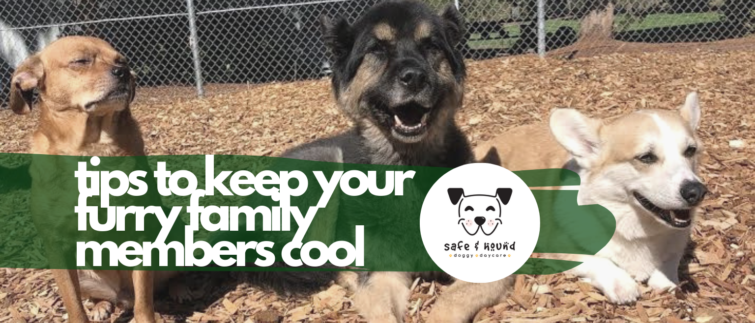 Copy of tips to keep your furry family members cool 1
